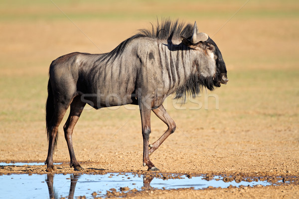 Blue wildebeest at waterhole Stock photo © EcoPic