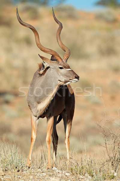 Groß männlich Wüste Südafrika Natur Afrika Stock foto © EcoPic