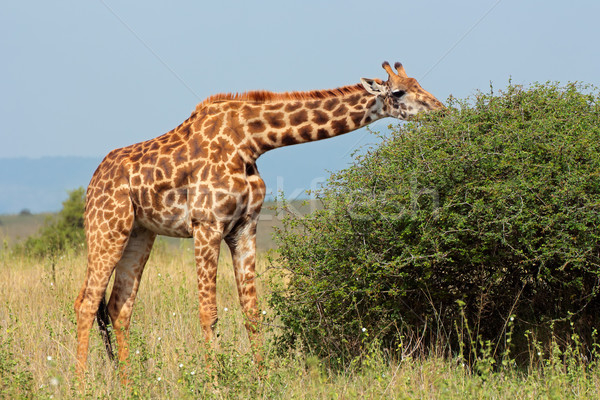 Masai giraffe Stock photo © EcoPic