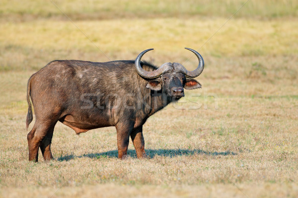 African buffalo Stock photo © EcoPic