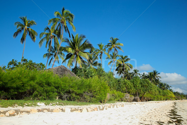 Tropical beach Stock photo © EcoPic