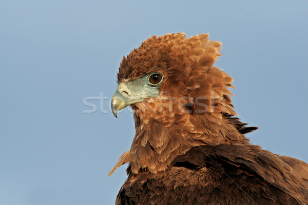 Portré fiatal éretlen Dél-Afrika szemek madár Stock fotó © EcoPic