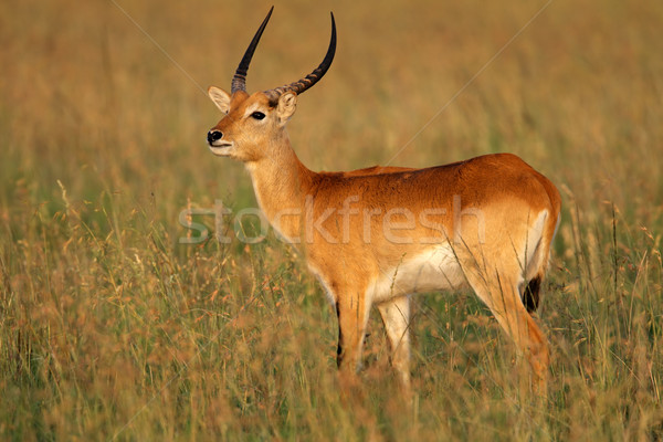 Red lechwe antelope Stock photo © EcoPic