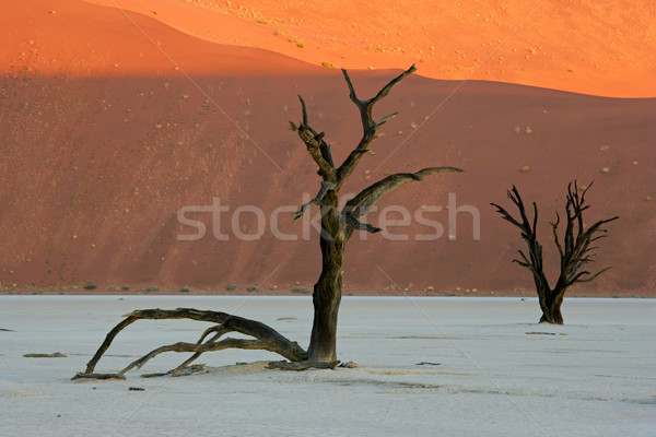 Baum Düne tot rot Sanddüne Namibia Stock foto © EcoPic