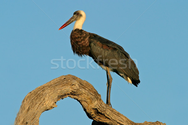 Woolly-necked stork Stock photo © EcoPic