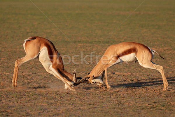 Stockfoto: Vechten · twee · mannelijke · gebied · woestijn · South · Africa