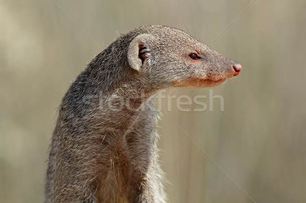 Banded mongoose portrait Stock photo © EcoPic