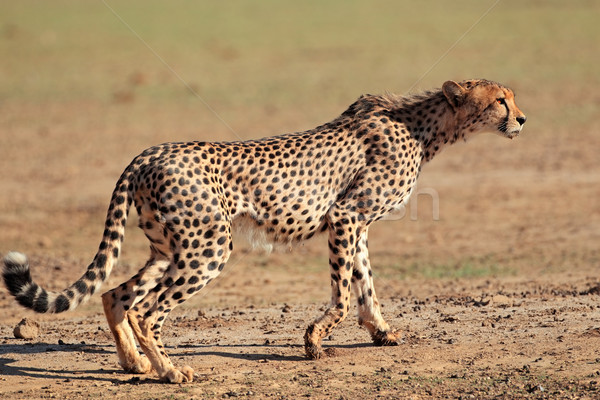 [[stock_photo]]: Alerter · guépard · désert · Afrique · du · Sud · yeux · chat