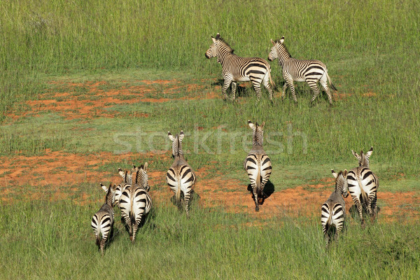 Zdjęcia stock: Górskich · zebry · widok · z · lotu · ptaka · zebra · Południowej · Afryki · parku