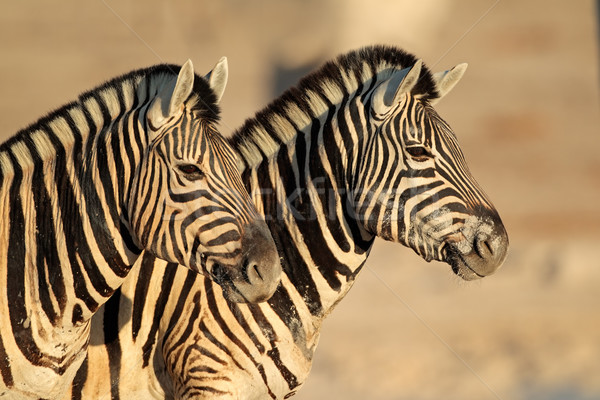 Plains Zebras portrait Stock photo © EcoPic