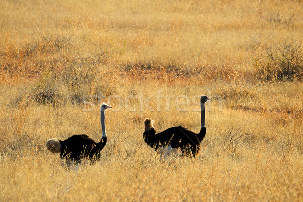 Devekuşu manzara yürüyüş Güney Afrika çim doğa Stok fotoğraf © EcoPic