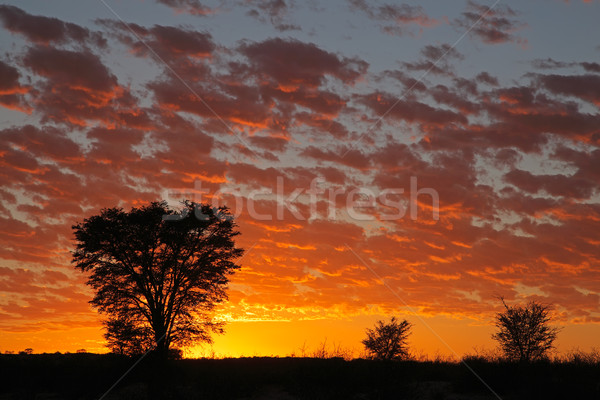 Stock foto: African · Sonnenuntergang · Bäume · Wüste · Südafrika · Baum