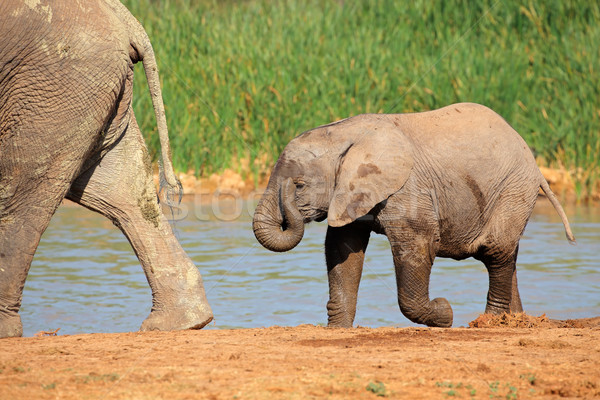 Baby elephant at waterhole Stock photo © EcoPic