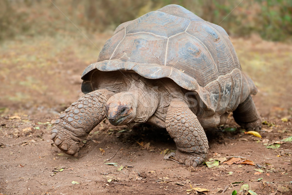 Aldabra giant tortoise Stock photo © EcoPic