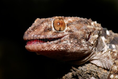 Bibron gecko Stock photo © EcoPic