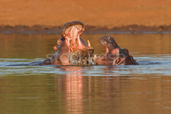 Aggressive hippopotamus Stock photo © EcoPic