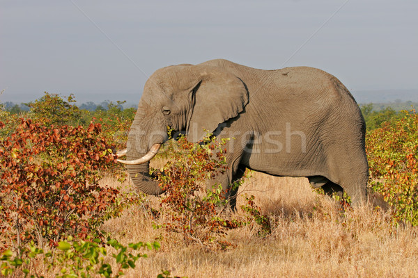 Stock photo: African Elephant 