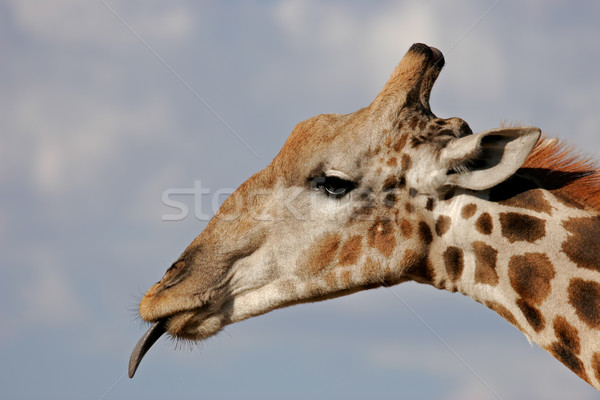 Giraffe portrait Stock photo © EcoPic