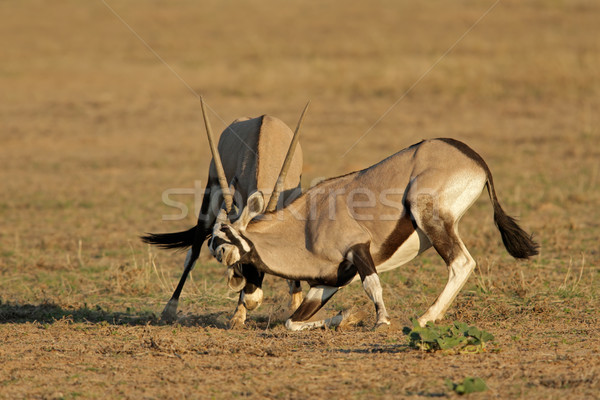 Fighting Gemsbok Stock photo © EcoPic