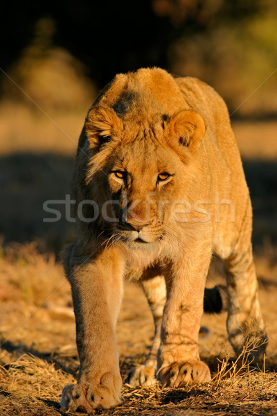 Stalking African lion Stock photo © EcoPic