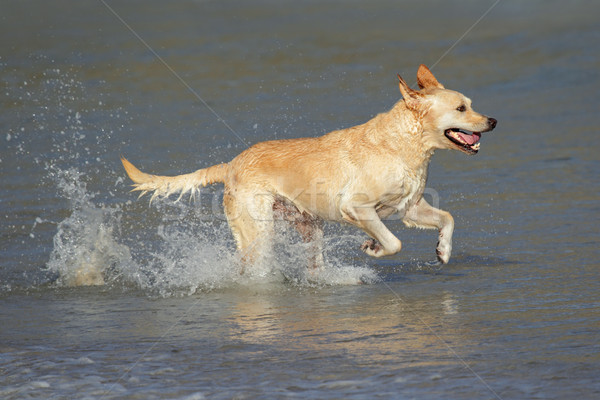 Fut golden retriever játszik sekély víz tengerpart Stock fotó © EcoPic