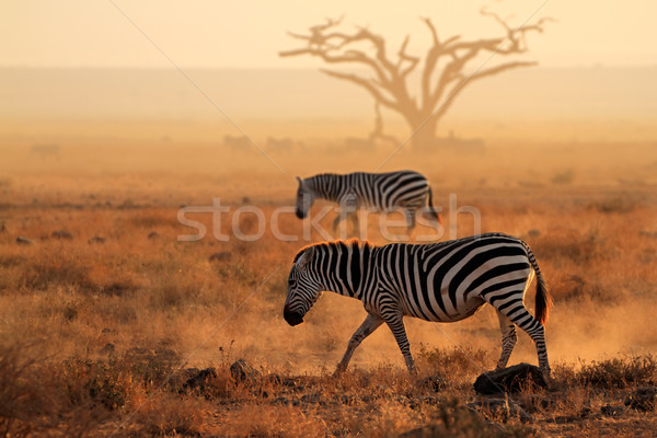 Plains zebras in dust Stock photo © EcoPic