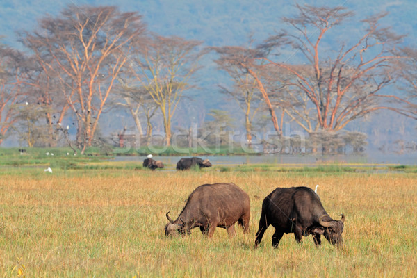 Grazing African buffaloes Stock photo © EcoPic