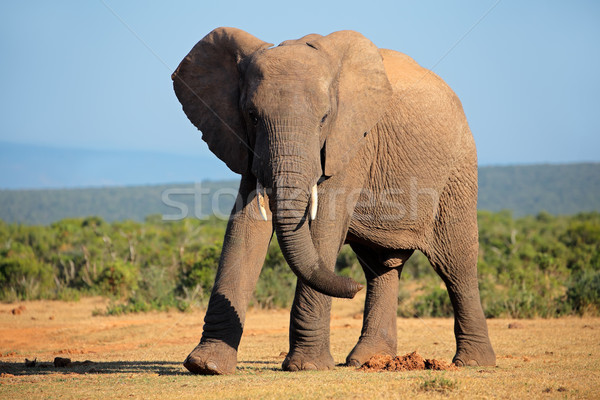 African elephant Stock photo © EcoPic