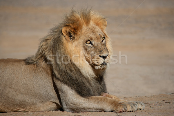 Grande masculino africano leão retrato deserto Foto stock © EcoPic