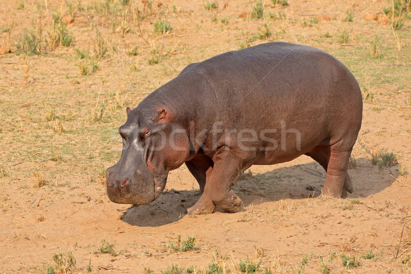 Hippopotamus on land Stock photo © EcoPic