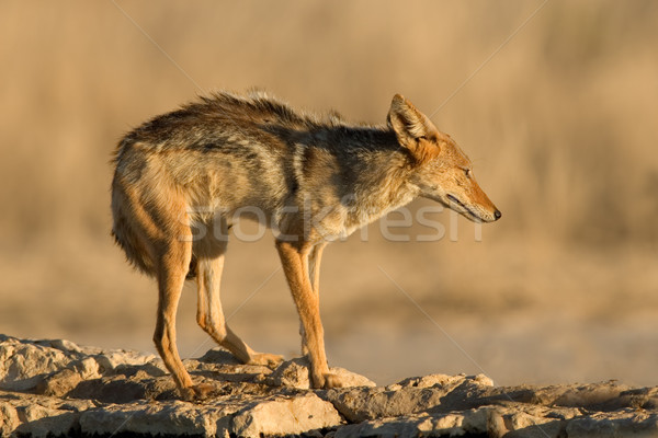 Sivatag Dél-Afrika természet Afrika állat szafari Stock fotó © EcoPic