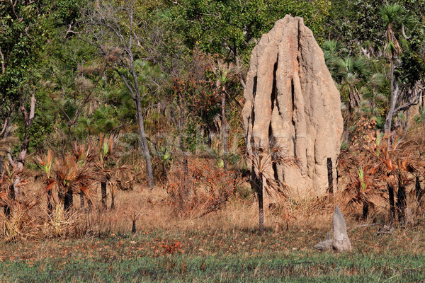 Cathedral termite mound, Australia Stock photo © EcoPic