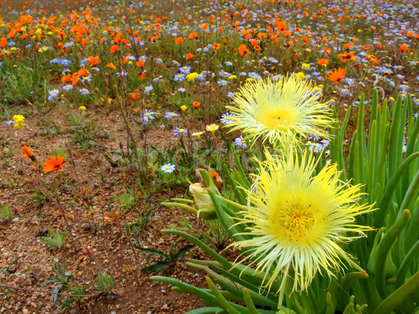 Flor silvestre paisaje flores silvestres Sudáfrica flores naturaleza Foto stock © EcoPic