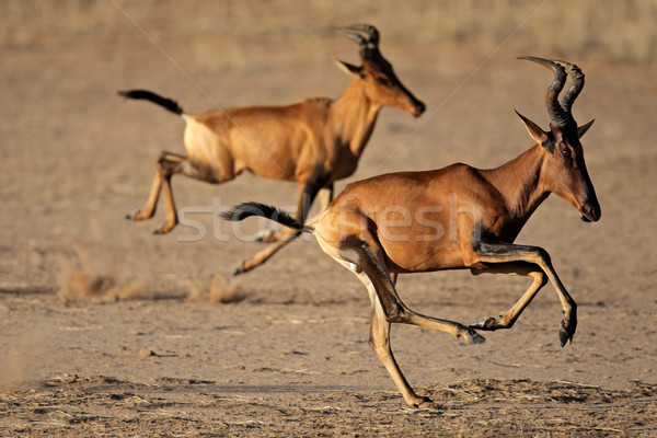 Running red hartebeest Stock photo © EcoPic