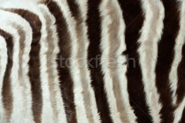 Zebra skin Stock photo © EcoPic