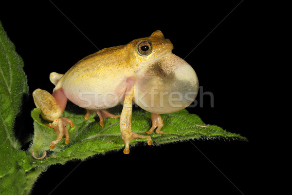 Painted reed frog Stock photo © EcoPic