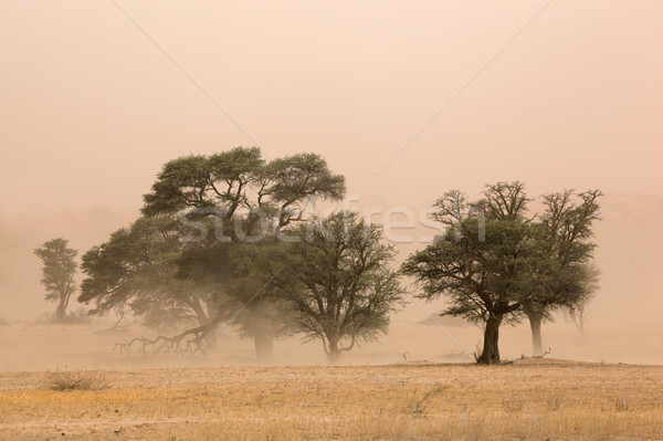 Sand storm Stock photo © EcoPic