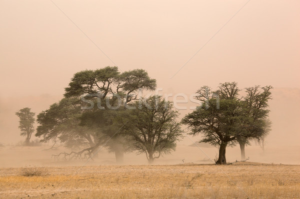 沙 風暴 沙漠 南非 樹 景觀 商業照片 © EcoPic