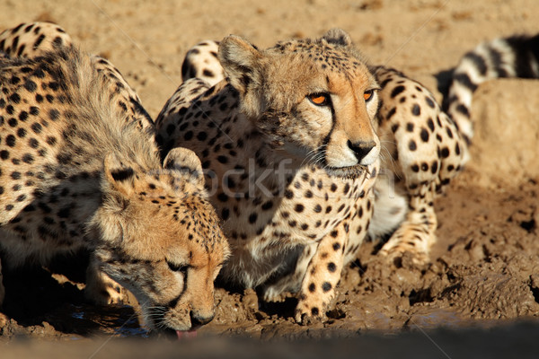 Içme suyu çöl Güney Afrika gözler doğa kedi Stok fotoğraf © EcoPic