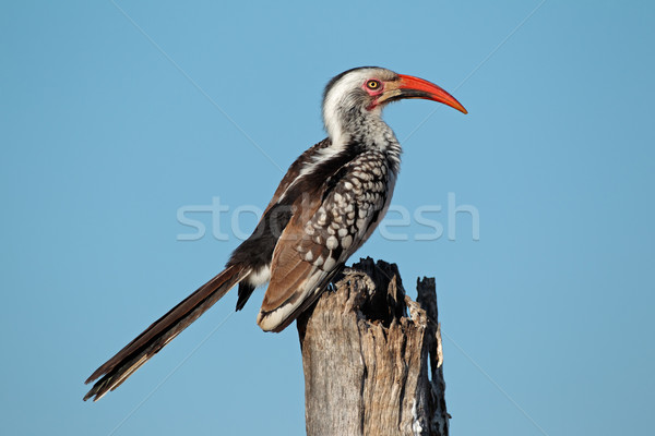 Ramo Sudafrica uccello rosso african ala Foto d'archivio © EcoPic