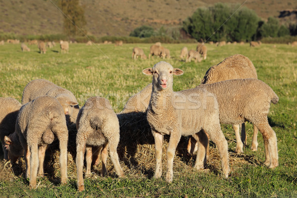 Lambs on pasture Stock photo © EcoPic
