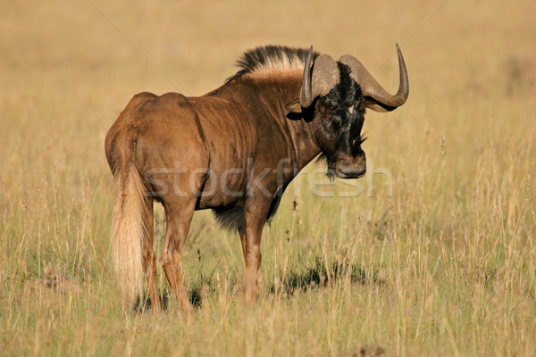 Black wildebeest  Stock photo © EcoPic
