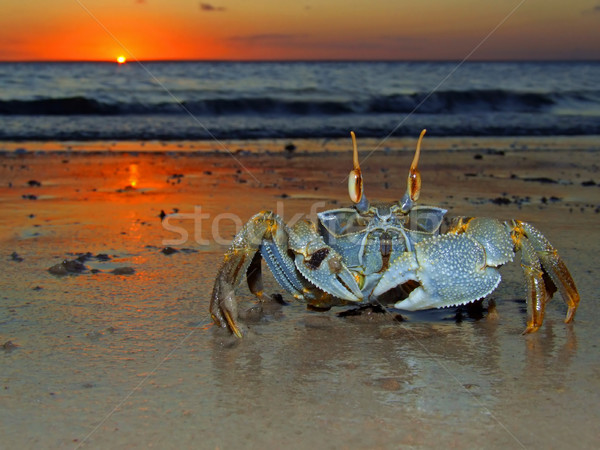 Geist Krabbe Sonnenuntergang Strand Mozambique südlich Stock foto © EcoPic