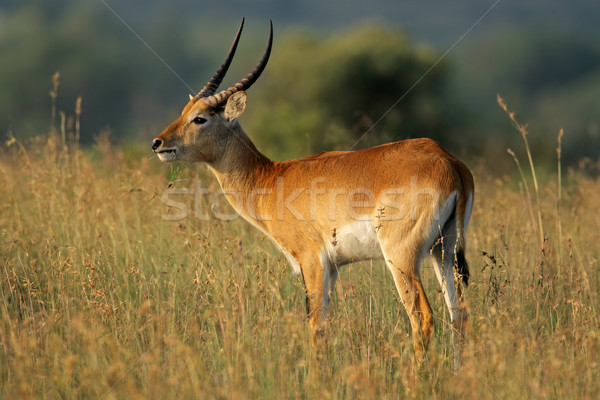 Red lechwe antelope Stock photo © EcoPic