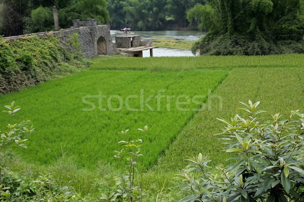 Chinese rice fields Stock photo © EcoPic