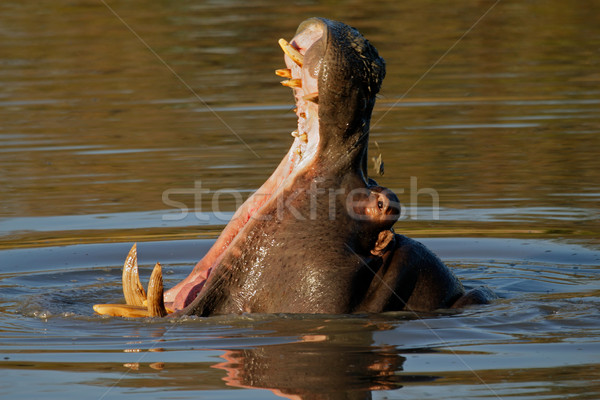 Hippopotamus yawning Stock photo © EcoPic