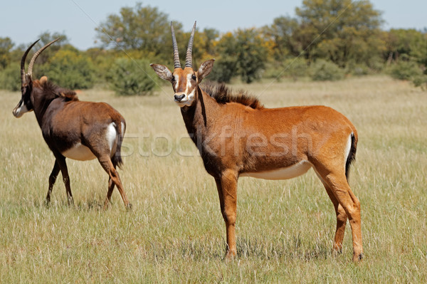 Sable antelopes in natural habitat Stock photo © EcoPic