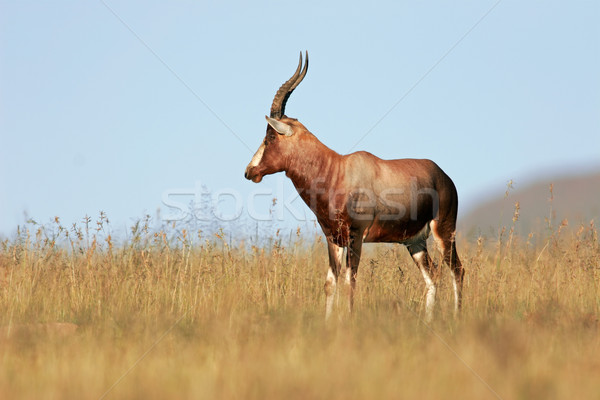 Blesbok antelope Stock photo © EcoPic