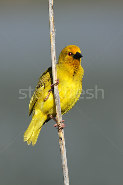 Foto d'archivio: Maschio · giallo · uccello · seduta · Sudafrica · africa