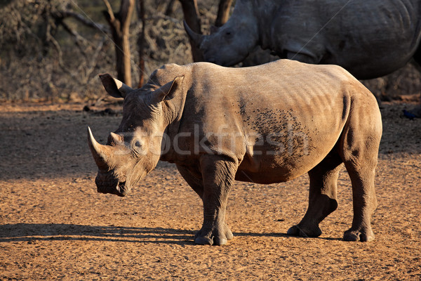 Witte neushoorn spel reserve South Africa dier Stockfoto © EcoPic